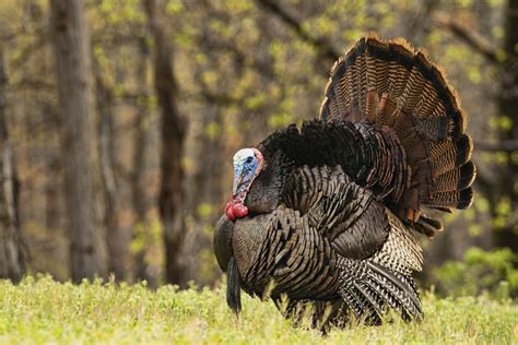 6 reasons you need a pasture raised turkey on your thanksgiving table ecosalon