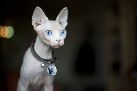 Sphynx Cat Breed Profile Characteristics And Care