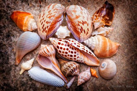 Seashells Of Sanibel Island By Bonnie T Barry Redbubble