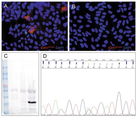Figure 1 Spontaneous In Vitro Senescence Of Glioma Cells Confirmed