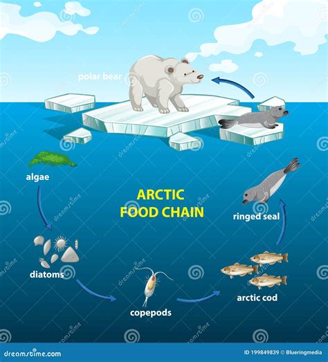 Simple Arctic Tundra Food Web