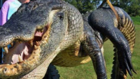 Video Giant Alligators Weighing More Than 700 Lbs Abc News