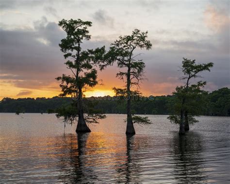 Sunrise On Caddo Lake Home Of The World S Largest Bald Cypress Forest