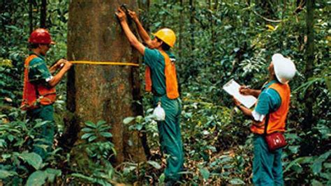 Manajemen Pengelolaan Hutan Lestari Atau Management Of Sustainable