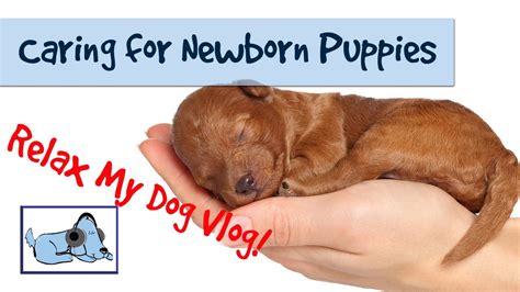 But eric teti and his girlfriend didn't have much notice before they brought corgi puppy penny home. How to Care for Newborn Puppies - Caring for a Litter of ...