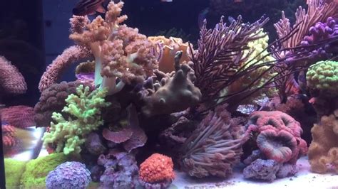 Soft Coral Reef Tank Youtube
