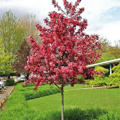 Profusion Crabapple — Affordable Trees