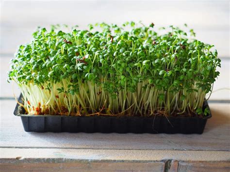 Growing Cress A Nutrient Powerhouse