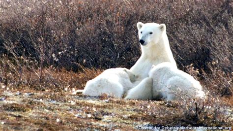 Polar Bear Mom And Cubs Nursing Explore