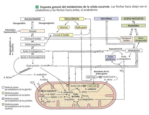 Pin De Andrea Vivero En Biologia Metabolismo Biologia Metabolismo