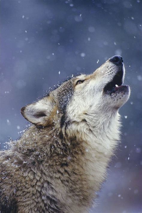 Gray Timber Wolf Howling In The Snow Wolf Photography Wolf Pictures