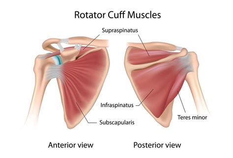 Rotator Cuff Rotator Cuff Injury Shoulder Anatomy My Xxx Hot Girl