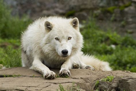 Male Arctic Wolf Interesting Facts About Wolves Wolf Dog Wolf Pictures