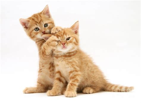 Red Tabby Kittens Photograph By Jane Burton Pixels