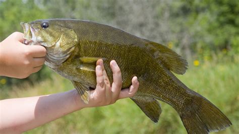 Best Smallmouth Bass Lures Top 10 Reeltacklefishing