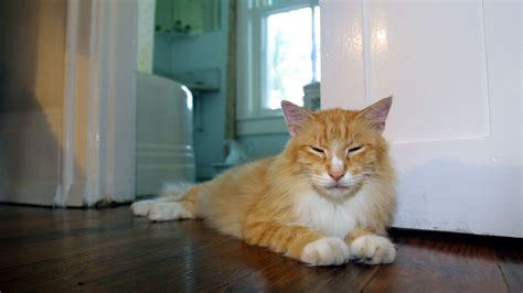 11 Facts About Hemingways Cats Mental Floss