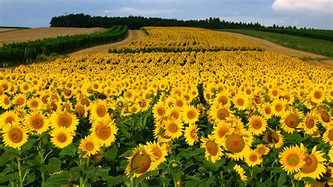 Pictures Fields Flowers Sunflowers Many 1920x1080