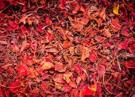 Background Of Colorful Autumn Leaves On Forest Floor Stock Photo