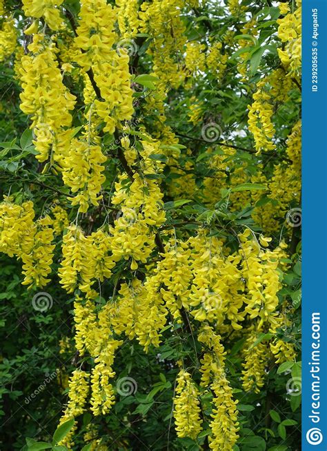 Plenty Of Yellow Flowers Of Laburnum Anagyroides Stock Image Image Of
