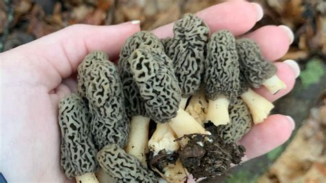 Finding Morel Mushrooms In Missouri Takes Skill And Luck