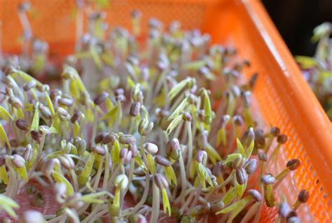 Helps in loosing body weight. How to Grow Mung Bean Sprouts - Viet World Kitchen
