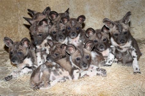 Ten 10 African Wild Dog Puppies Born At Brookfield Zoo Zooborns