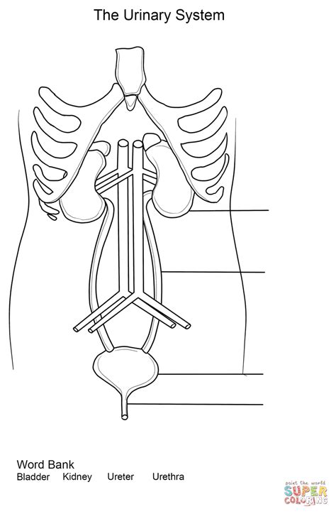 Urinary System Worksheet Coloring Page Free Printable Coloring Pages