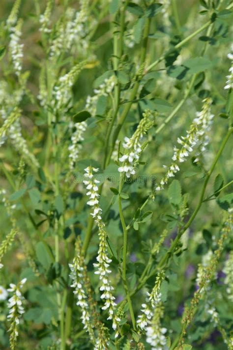 White Sweet Clover Wildflowers In Early Summer Melilotus Albus Is A