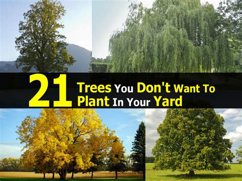 21 Trees You Dont Want To Plant In Your Yard