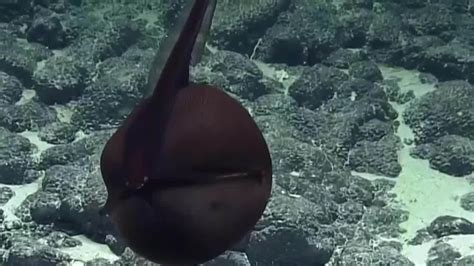 Amazing Moment Deep Sea Gulper Eel Opens Mouth News Uk Video News