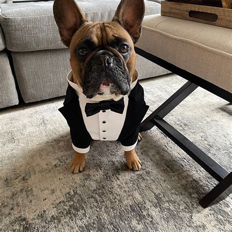 Black Wedding Dog Tuxedo Formal Dog Suit French Bulldog Suit Etsy