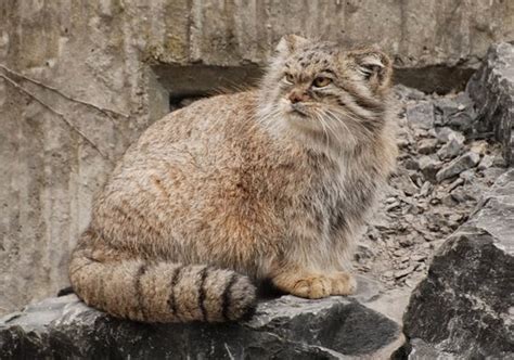 Pallas Cats Animals Interesting Facts And Latest Pictures