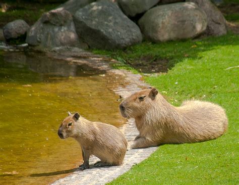Последние твиты от ht baby & mom (@htbabymom). Baby Capybara And Mom | A friend of mine has been posting ...