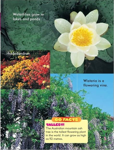 Go Facts Plants Flowers Blake Education 9781865094595