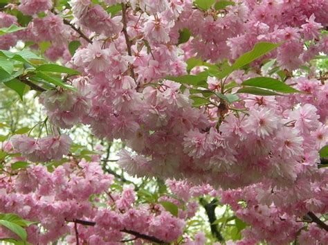 Pink Flowers Are Blooming On The Branches Of Trees