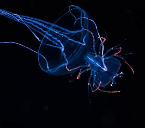 Captivating Portraits Of Luminous Underwater Creatures