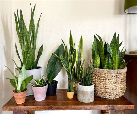 The Perfect Home For Snake Plant Care Finding The Best Place To Keep
