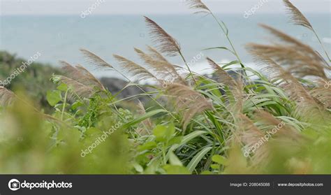 Green Grass Seaside Stock Photo By ©leungchopan 208045088