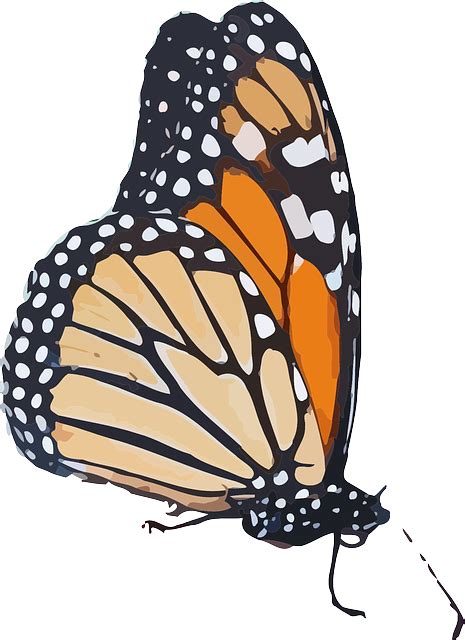 Monarch Butterfly Danaus Plexippus · Free Vector Graphic On Pixabay