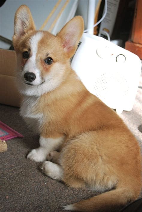 When Do Corgi Ears Stand Up 2023 We Love Doodles