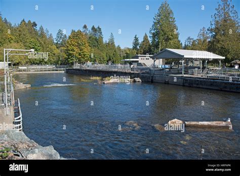 Big Qualicum River salmon hatchery on Vancouver Island, British Stock Photo: 134956043 - Alamy