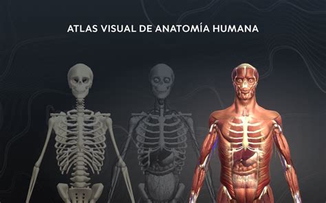 Cuerpo Humano Atlas Anatomia Para Pc Y Mac Descargar Gratis 2021
