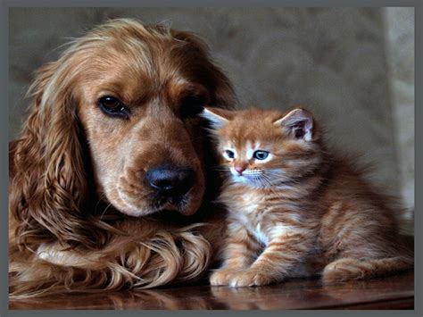 42 Cat And Dog Desktop Wallpaper On Wallpapersafari