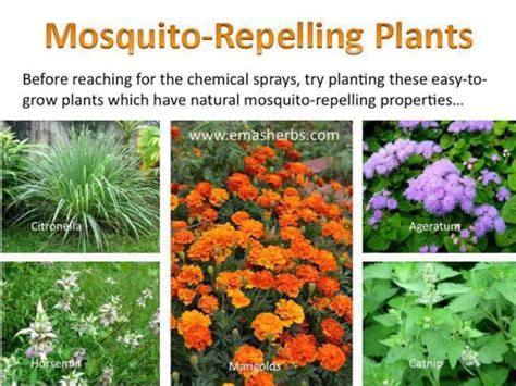 31 Plants That Repel Mosquitoes | Homestead & Survival