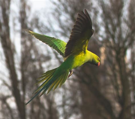 Ring Necked Parakeet In Flight Free Photo On Pixabay