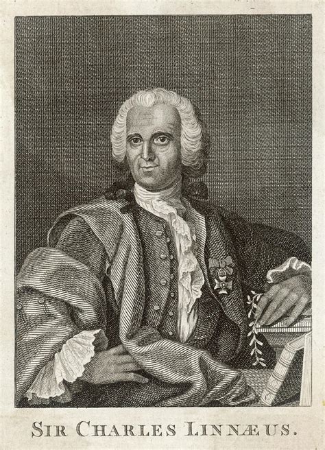 Carl Von Linne Known As Linnaeus Drawing By Mary Evans Picture Library