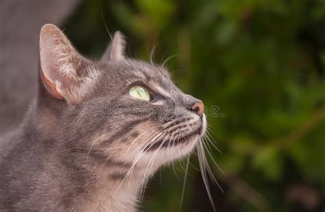 Tabby Cat Side Profile Head Portrait Stock Image Image