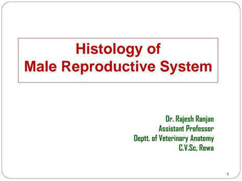 SOLUTION Histology Male Reproductive System Studypool