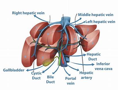 Liver Surgery Resection Hepatectomy Segments Sections Cancer