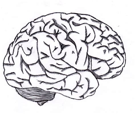 Brain Sketch Clipart Best